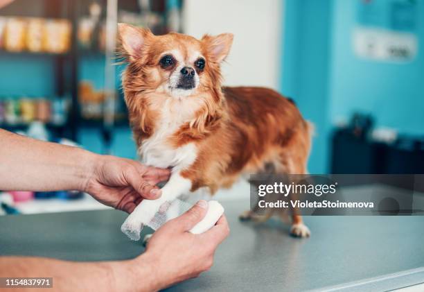 ein kleiner hund mit seiner pfote in einer bandage - chihuahua stock-fotos und bilder
