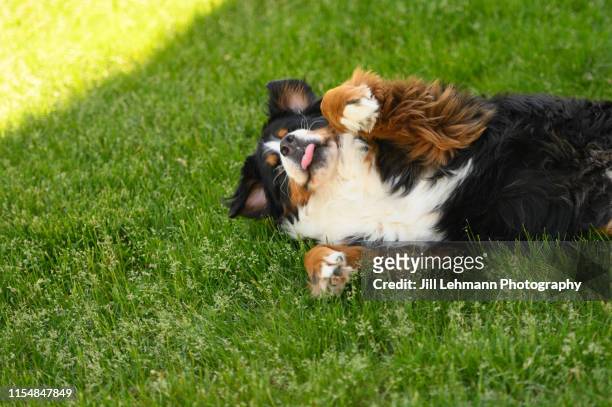 an adult purebred bernese mountain dog playfully rolls on the grass outside in the summer - bernese mountain dog stock-fotos und bilder