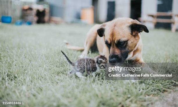 dog and kitten - kindness stock pictures, royalty-free photos & images