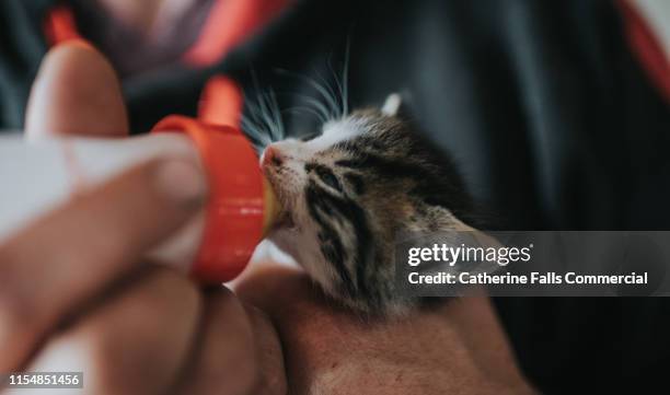 bottle feeding a kitten - baby animals stock-fotos und bilder