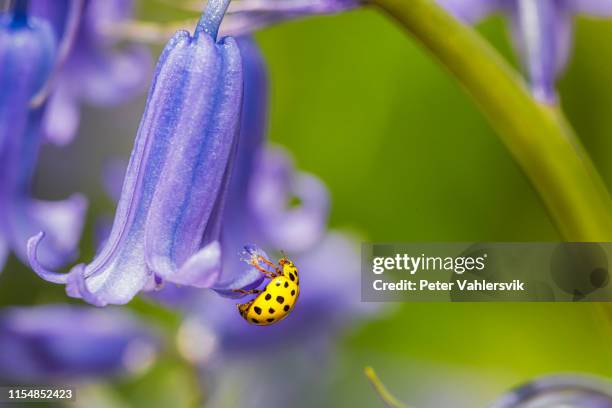 ladybug resting on flower - yellow ladybug stock pictures, royalty-free photos & images