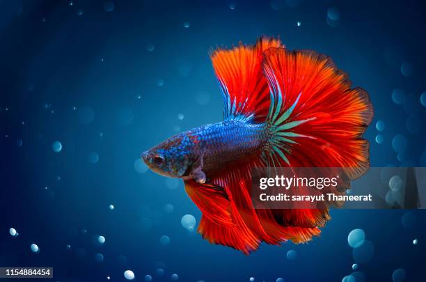 fighting fish the blue fins are red on a blue background with bokeh - animals fighting stock pictures, royalty-free photos & images