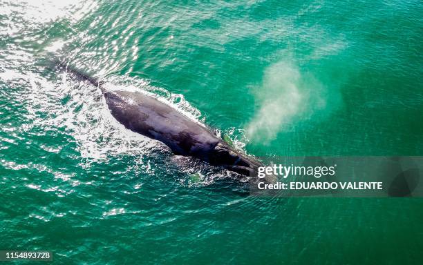Southern Right Whale is seen at Ribanceira Beach, Imbituba, Santa Catarina state, Brazil on July 09, 2019. The Southern Right Whale is coming from...