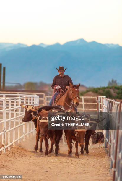 cowboy pushing cattle to the roping box - conduzir gado imagens e fotografias de stock