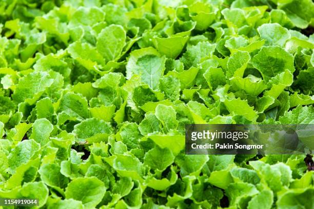 leaf mustard greens grow a vegetable garden at village in rilong town - leaf vegetable stock pictures, royalty-free photos & images
