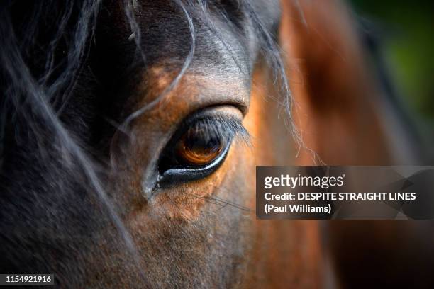 wounds can heal but memories won't fade - horse eye stockfoto's en -beelden