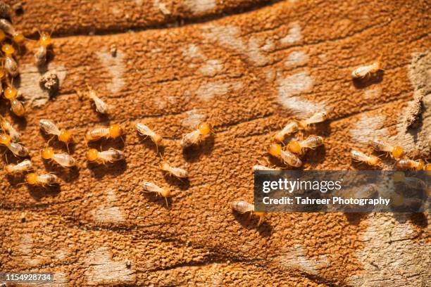 termites on wood - pests stock pictures, royalty-free photos & images