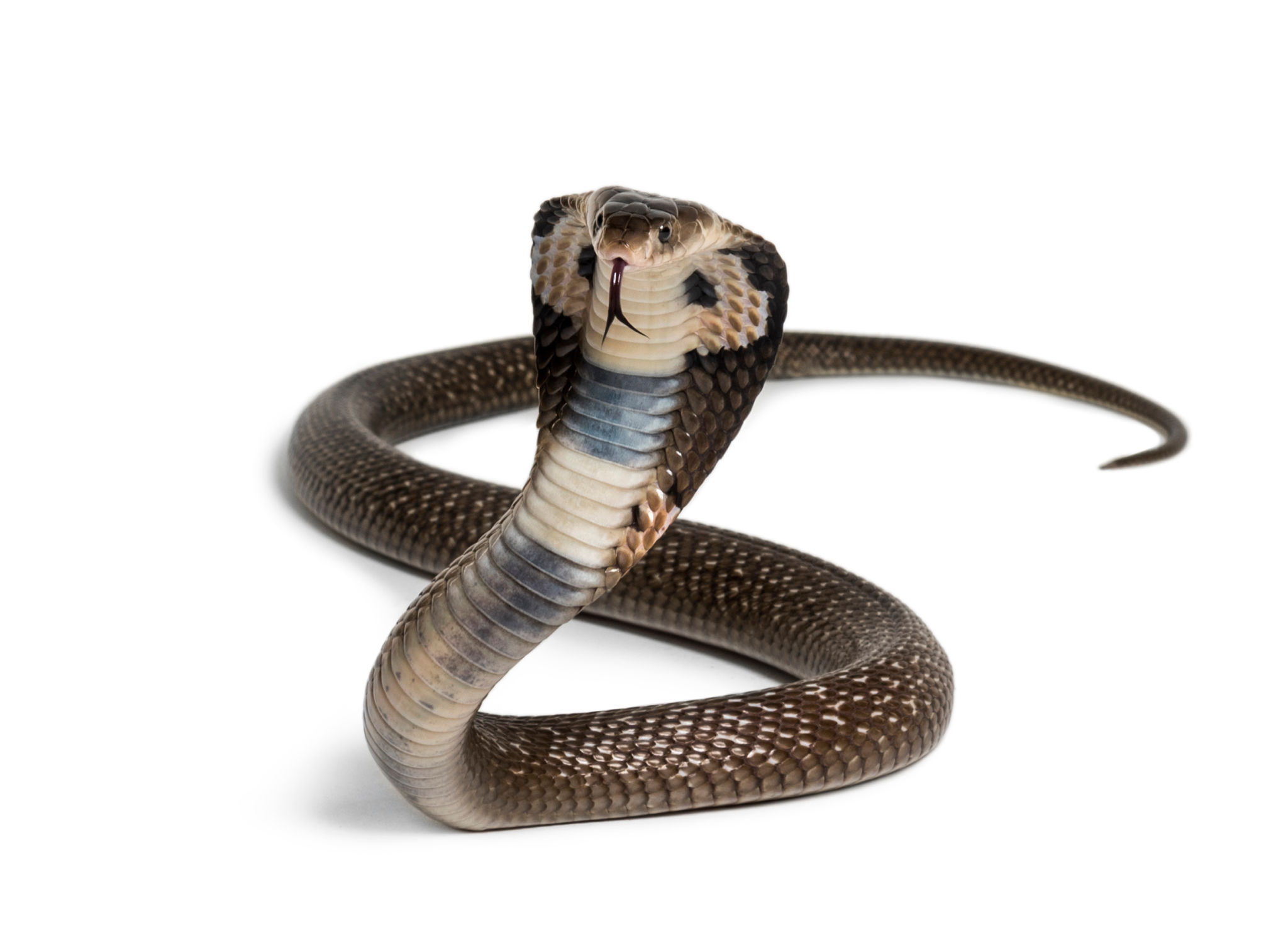 mad cobra performance