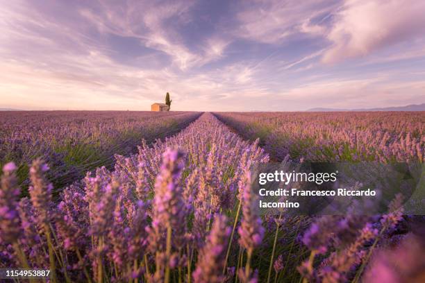 lavender field at sunset, valensole, provence, france - flower field stock pictures, royalty-free photos & images