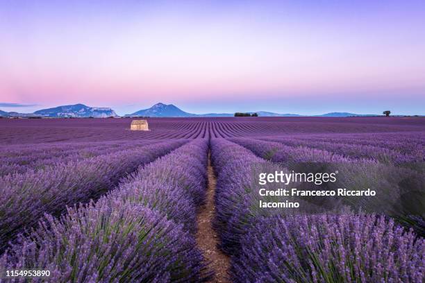 lavender field at sunset, valensole, provence, france - lavendelfarbig stock-fotos und bilder