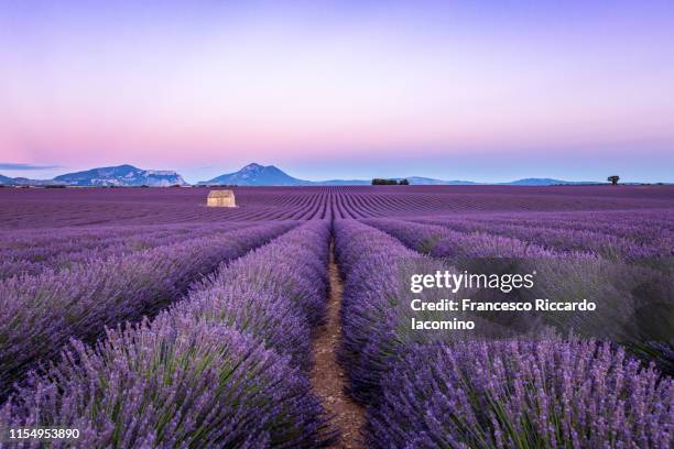 lavender field at sunset, valensole, provence, france - lavender color fotografías e imágenes de stock