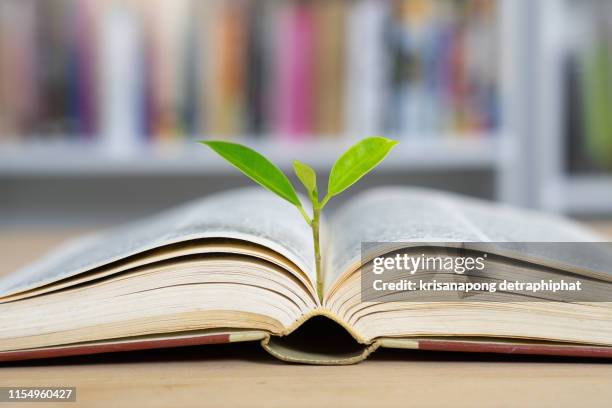 education concept with tree of knowledge planting on opening old big book - investment philosophy stock pictures, royalty-free photos & images