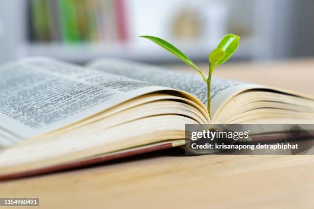 education concept with tree of knowledge planting on opening old big book - investment philosophy stock pictures, royalty-free photos & images