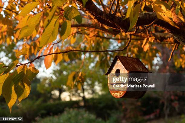 birdhouse hanging by a tree lit by golden hour - vogelhaus stock-fotos und bilder