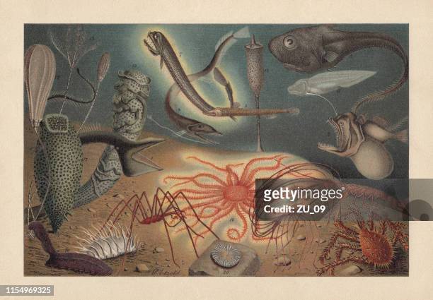 stockillustraties, clipart, cartoons en iconen met diepzee fauna, chromolithograph, gepubliceerd in 1895 - elegans
