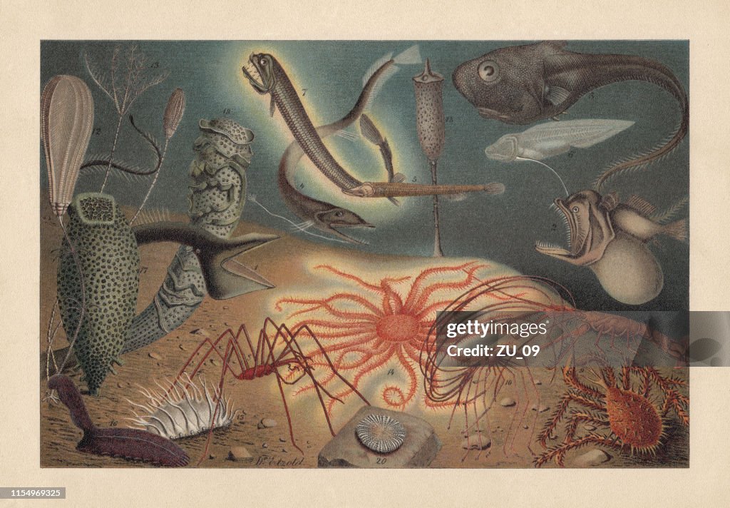 Deep sea fauna, chromolithograph, published in 1895