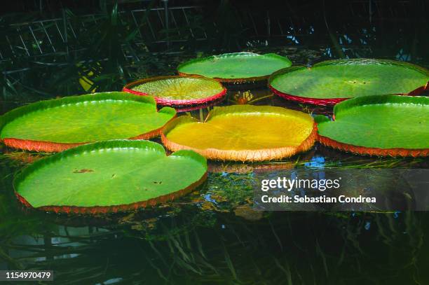 floating giant water lilies, natural life. - lotusrot bildbanksfoton och bilder