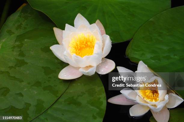 Lotus Flower On The Pond Nenuphar Asia Natural Life, 照片檔