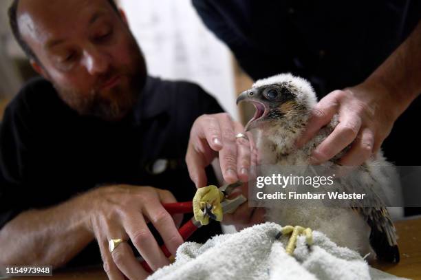 Four Peregrine Falcon chicks are ringed and measured at Salisbury Cathedral on June 10, 2019 in Salisbury, England. There are records of Peregrine...