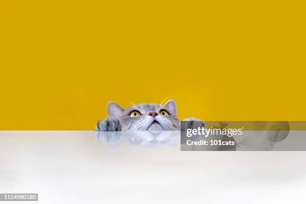 gros yeux vilain chat obèse regardant la cible. chat de cheveux de tri britannique. - cat white background photos et images de collection