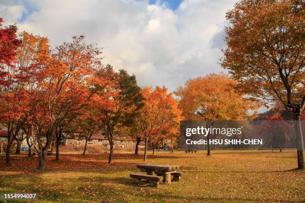 maple tree in the park - public park background stock pictures, royalty-free photos & images