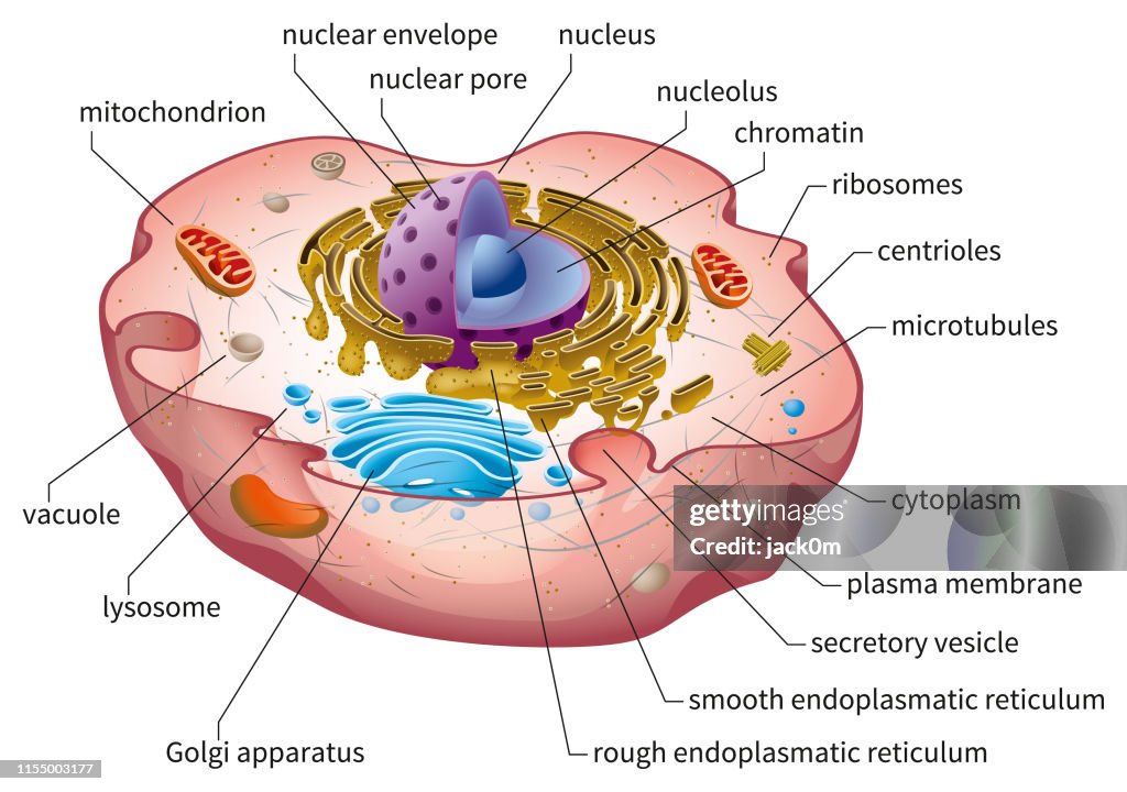 Animal Cell Struktur