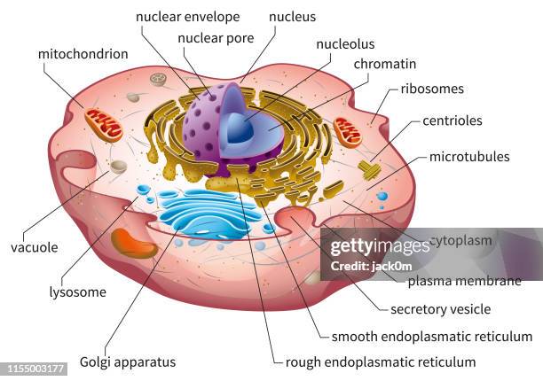 ilustrações de stock, clip art, desenhos animados e ícones de animal cell structure - célula humana