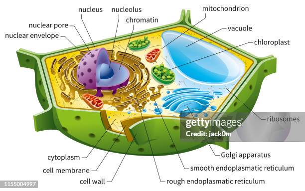 ilustrações de stock, clip art, desenhos animados e ícones de plant cell structure - célula vegetal