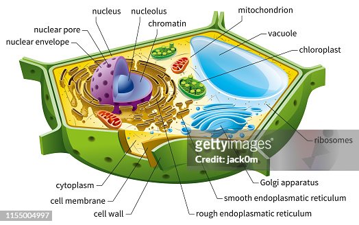 54 Plant Cell Diagram Photos and Premium High Res Pictures - Getty Images