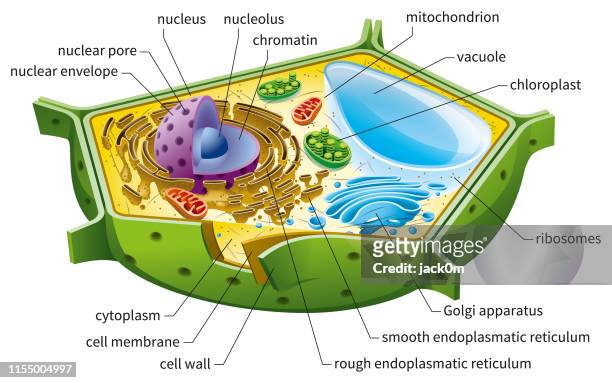 Integration Station formel 13,214 Plant Cell Photos and Premium High Res Pictures - Getty Images