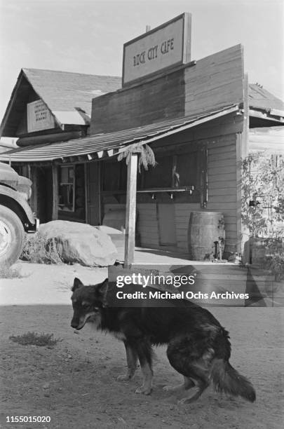 Dog strolling around the Spahn Movie Ranch, owned by American rancher George Spahn and residence of the Manson Family, Los Angeles County,...