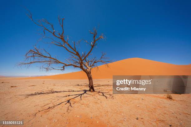 nambia dead tree at dune 45 sossusvlei namib-naukluft national park - zahl 45 stock-fotos und bilder