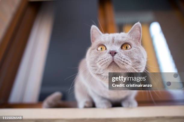 cat sitting in the window - test allergologico foto e immagini stock