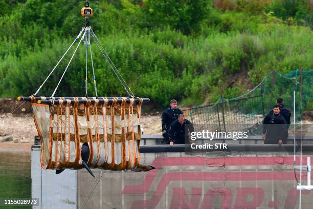 Employees load a killer whale into a special tank on a truck at a holding facility, known as "whale jail", in Srednyaya Bay as they prepare the three...