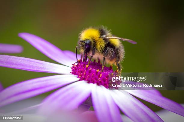 bee pollination - polinización fotografías e imágenes de stock