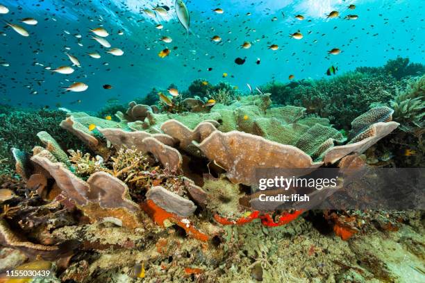 perfect reef in coral triangle, fish and coral paradise raja ampat, indonesia - crinoid stock pictures, royalty-free photos & images
