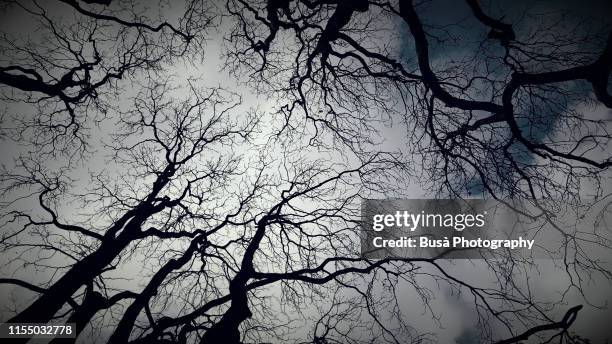 view from below of winter trees against gloomy winter sky - scary setting ストックフォトと画像