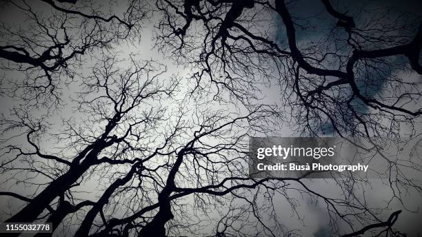 view from below of winter trees against gloomy winter sky - dark sky stockfoto's en -beelden