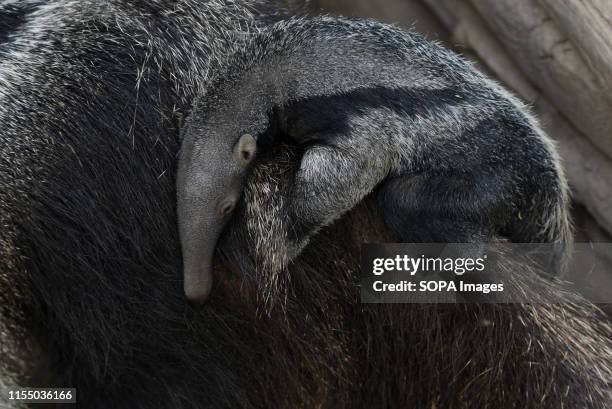 Baby Giant anteater is seen with its mother at Madrid zoo. A baby Giant anteater was born June 2019, after 190 days of gestation weighing about 1.6...
