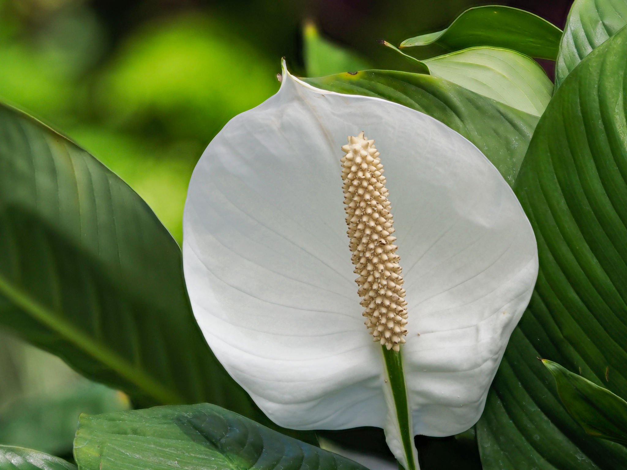 low-maintenance plants