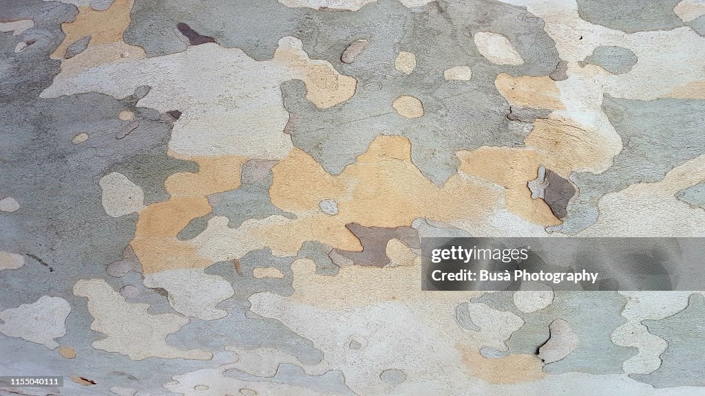 Closeup of Plane tree trunk bark