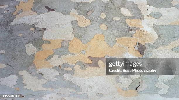 closeup of plane tree trunk bark - mondo fotografías e imágenes de stock