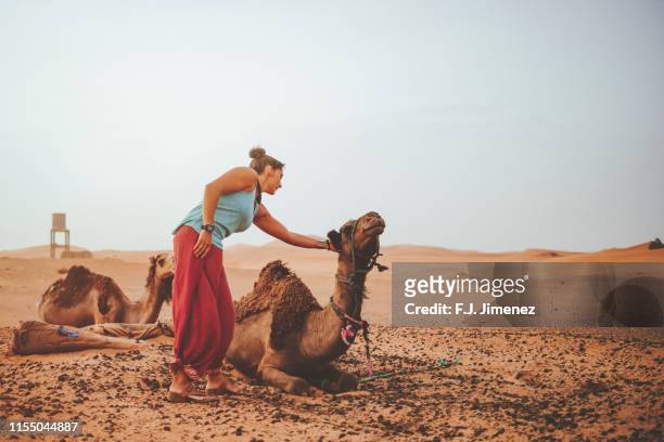 woman caressing a camel in the merzouga desert - merzouga stockfoto's en -beelden