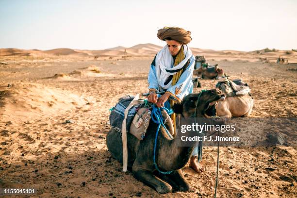 berber man saddling a camel in merzouga, morocco - midelt photos et images de collection