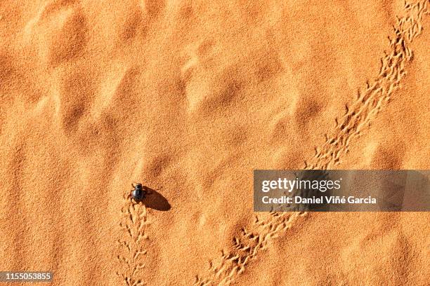 beetle walking on sand dune, utah, usa. - impronta-de-animal fotografías e imágenes de stock