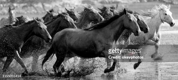 running horses - cowboy black and white american male portrait stock pictures, royalty-free photos & images