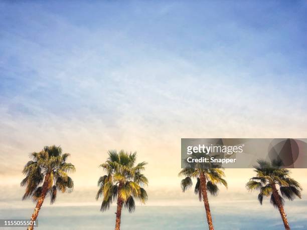 palm trees, palm springs, california, united states - südkalifornien stock-fotos und bilder