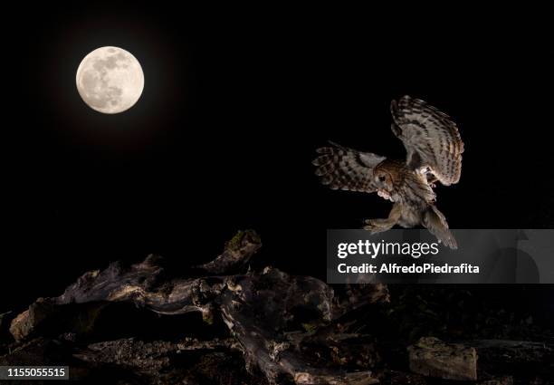 tawny owl flying in the moonlight, spain - uil stockfoto's en -beelden
