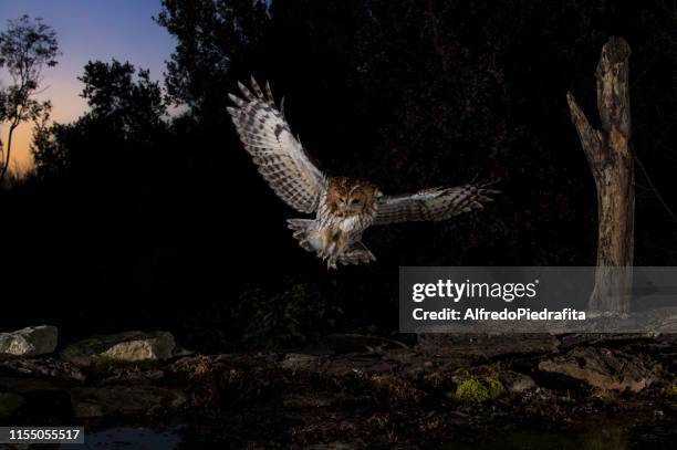 tawny owl flying in the forest at night, spain - owl foto e immagini stock