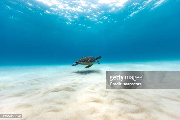 turtle swimming near the seabed, queensland, australia - ocean floor stock pictures, royalty-free photos & images